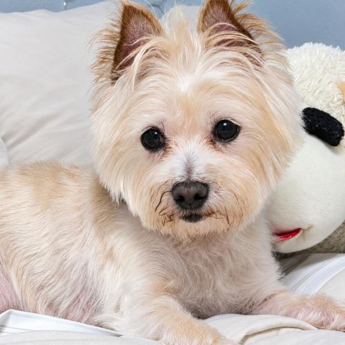 Enlarge Tweeter, a Adoptable Cairn Terrier in Broken Arrow, OK image 2/6