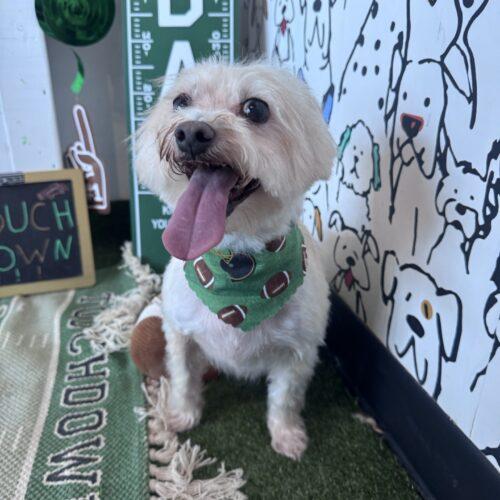 Enlarge Tweeter, a Adoptable Cairn Terrier in Broken Arrow, OK image 3/6