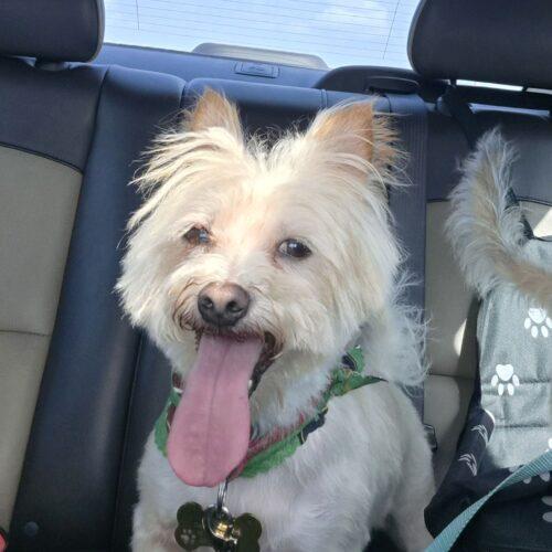 Enlarge Tweeter, a Adoptable Cairn Terrier in Broken Arrow, OK image 4/6