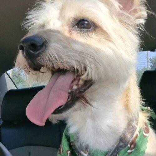 Enlarge Tweeter, a Adoptable Cairn Terrier in Broken Arrow, OK image 5/6