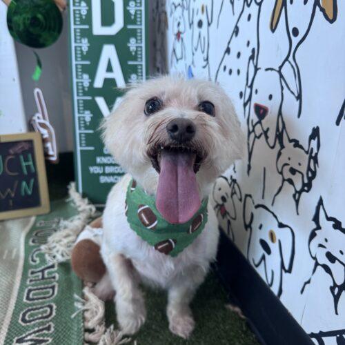 Enlarge Tweeter, a Adoptable Cairn Terrier in Broken Arrow, OK image 6/6