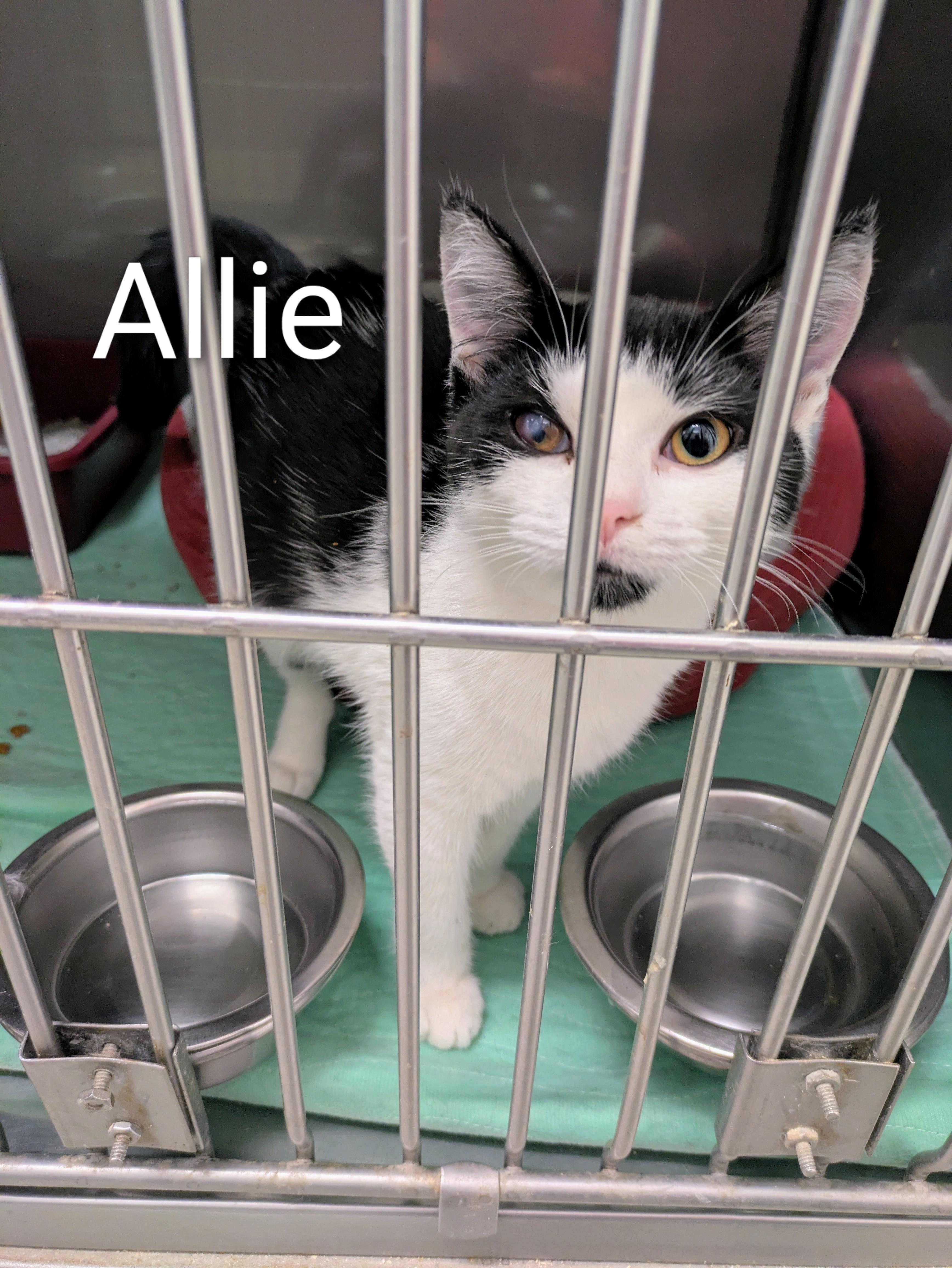 Allie, Adoptable, Young Female Domestic Short Hair.