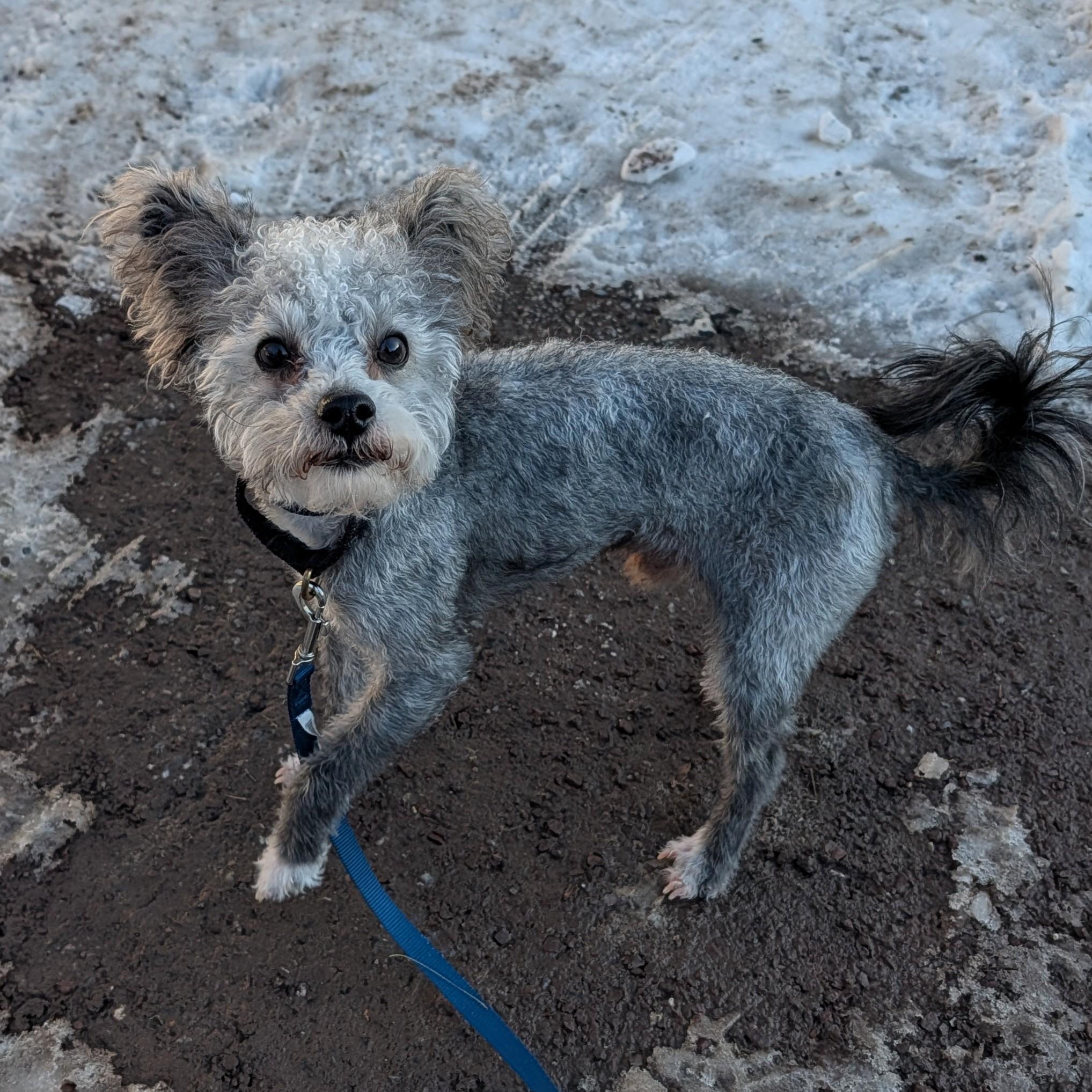 Enlarge Maximus, an adopted Mixed Breed in Reisterstown, MD image 1/2