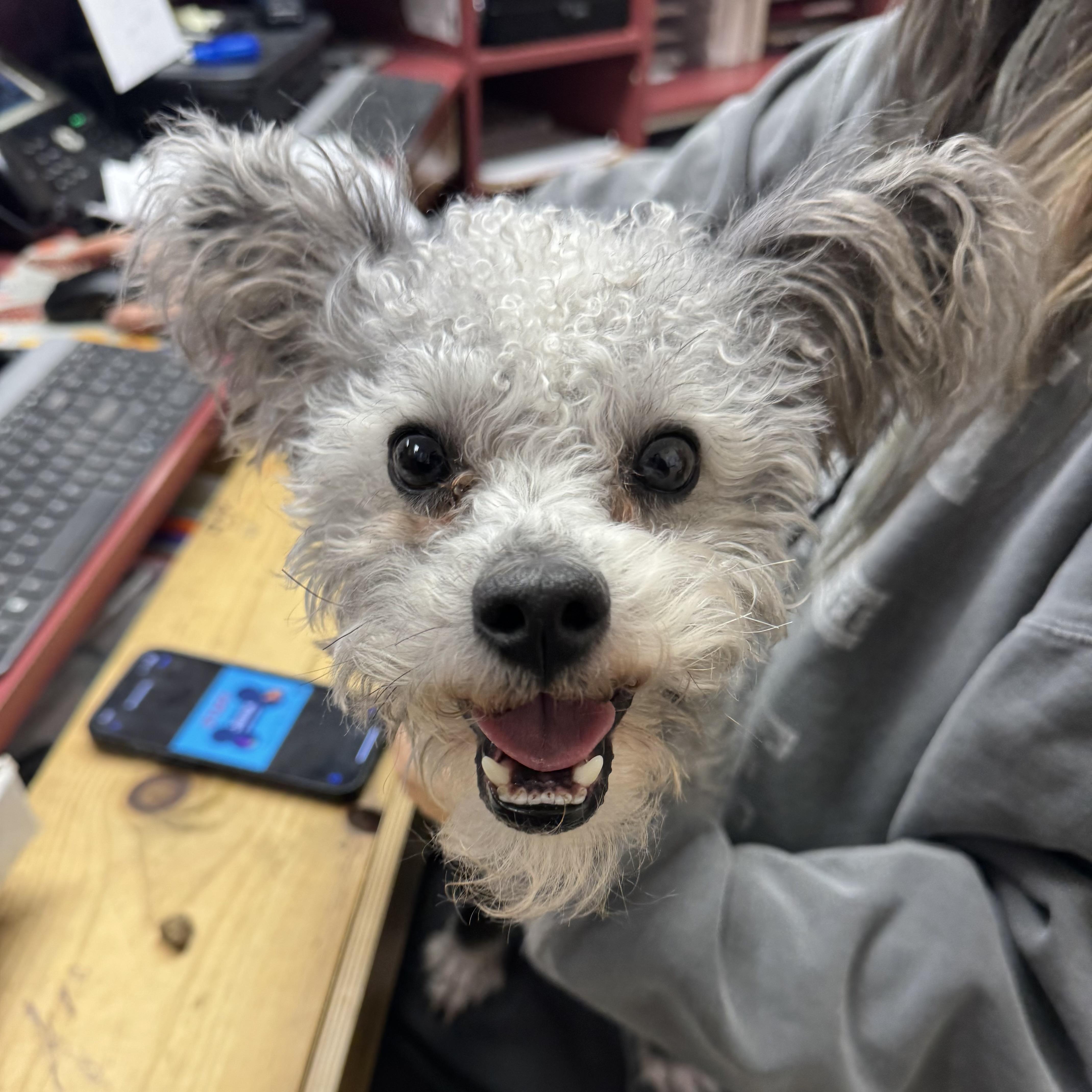 Enlarge Maximus, an adopted Mixed Breed in Reisterstown, MD image 2/2