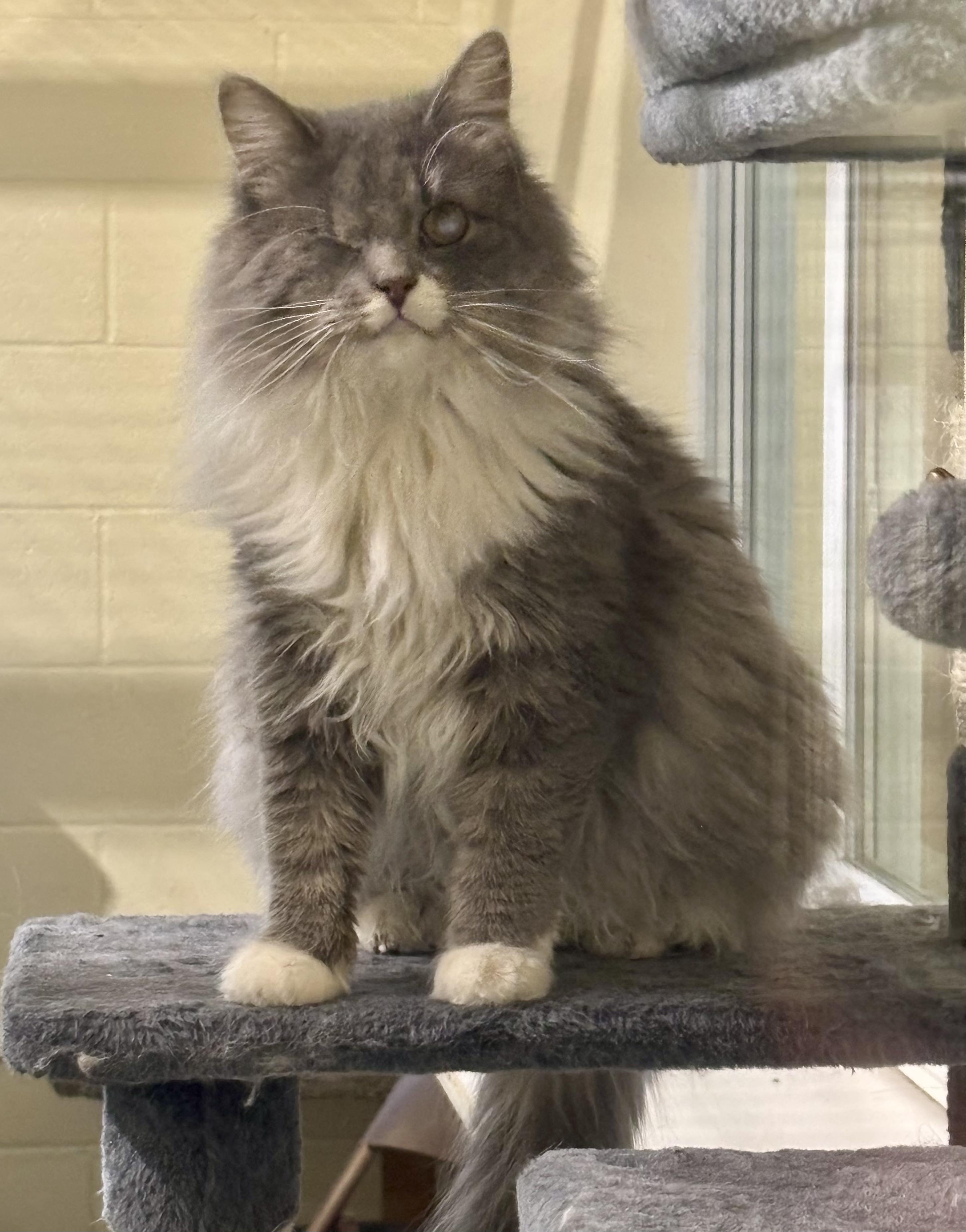 Enlarge Helen, a ADOPTABLE Domestic Long Hair in Shenandoah, IA image 2/3