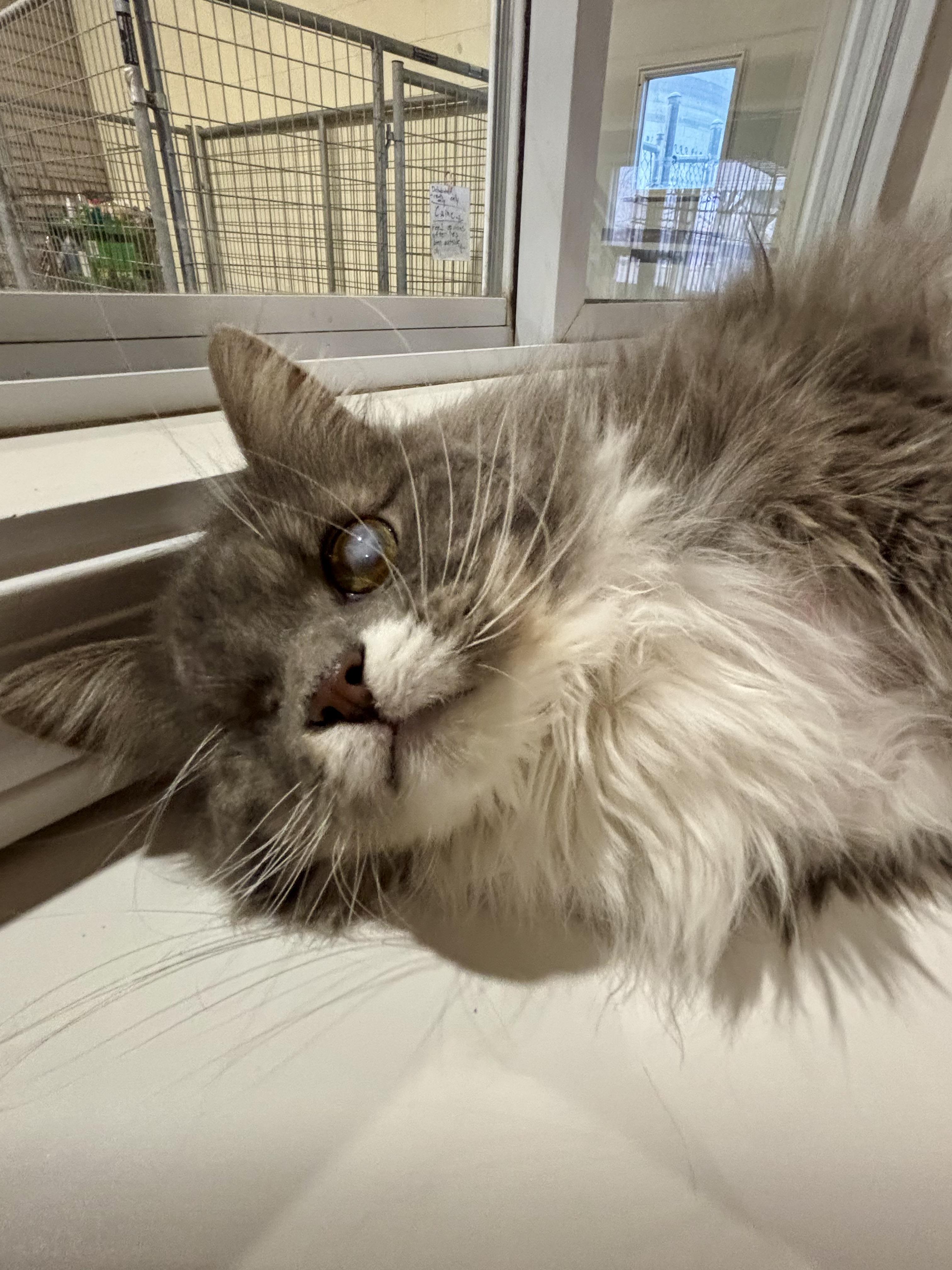 Enlarge Helen, a ADOPTABLE Domestic Long Hair in Shenandoah, IA image 3/3