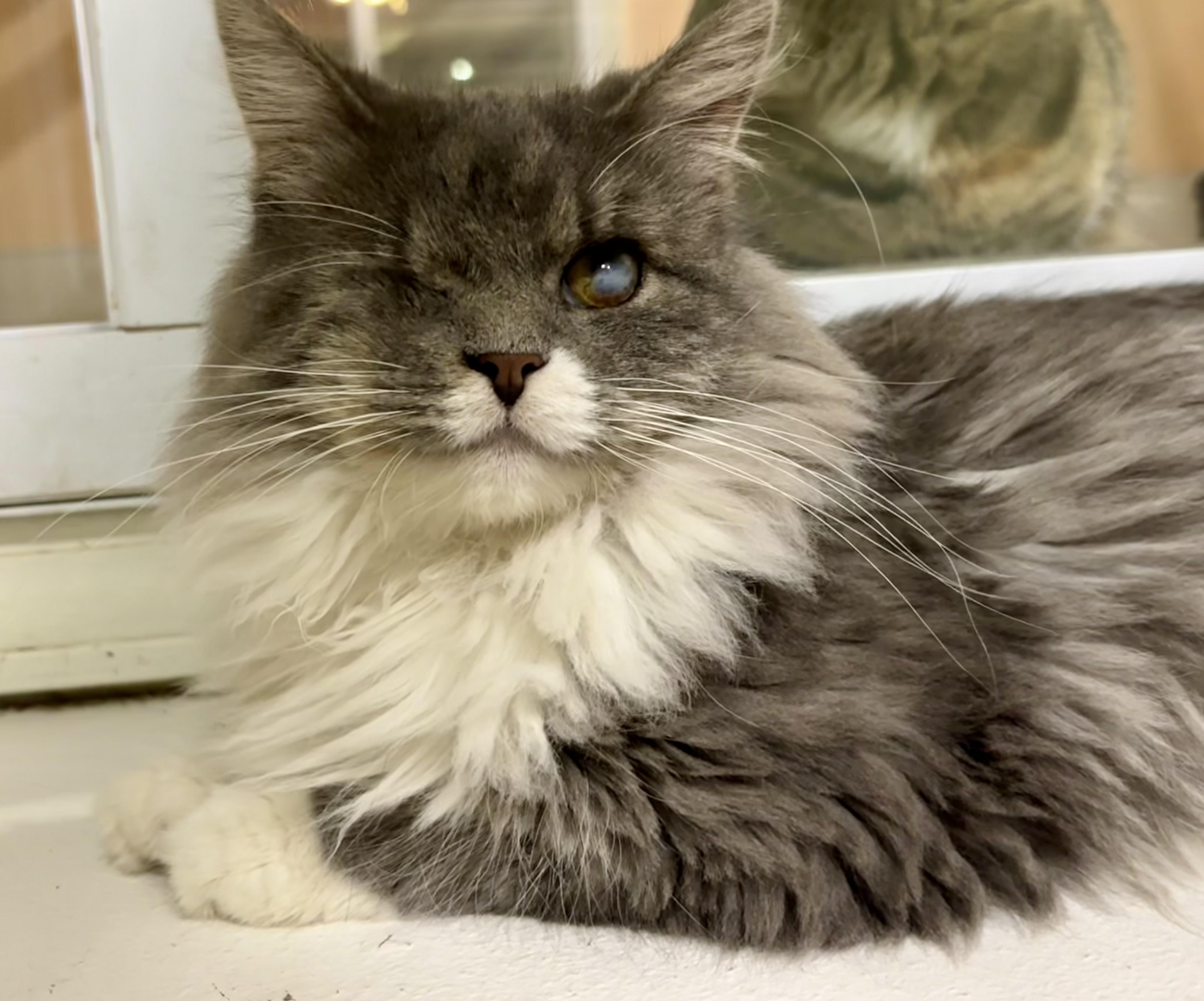 Helen, ADOPTABLE, Senior Female Domestic Long Hair.