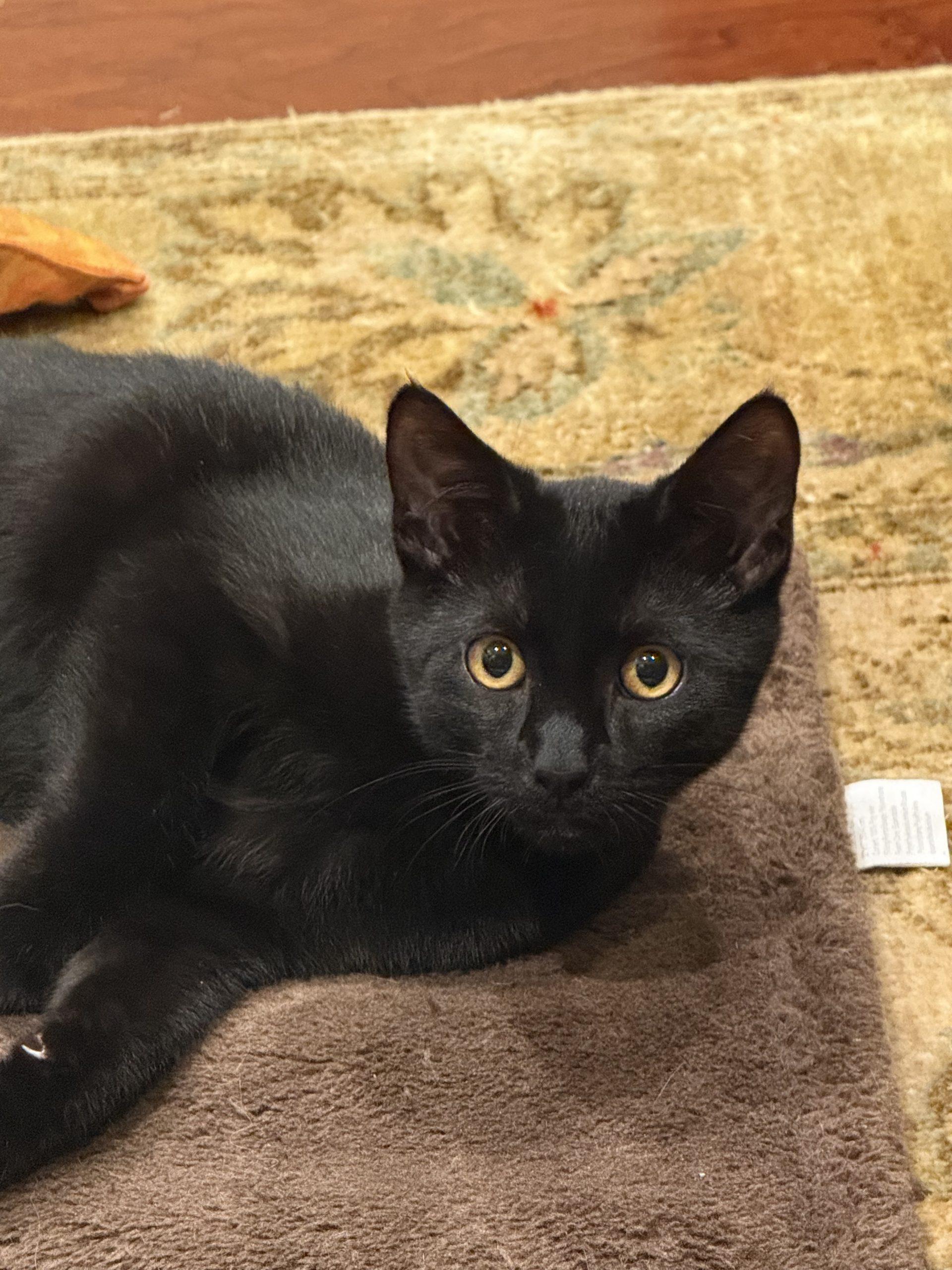 Enlarge Ninja, a Adoptable Domestic Short Hair in Gaithersburg, MD image 1/1