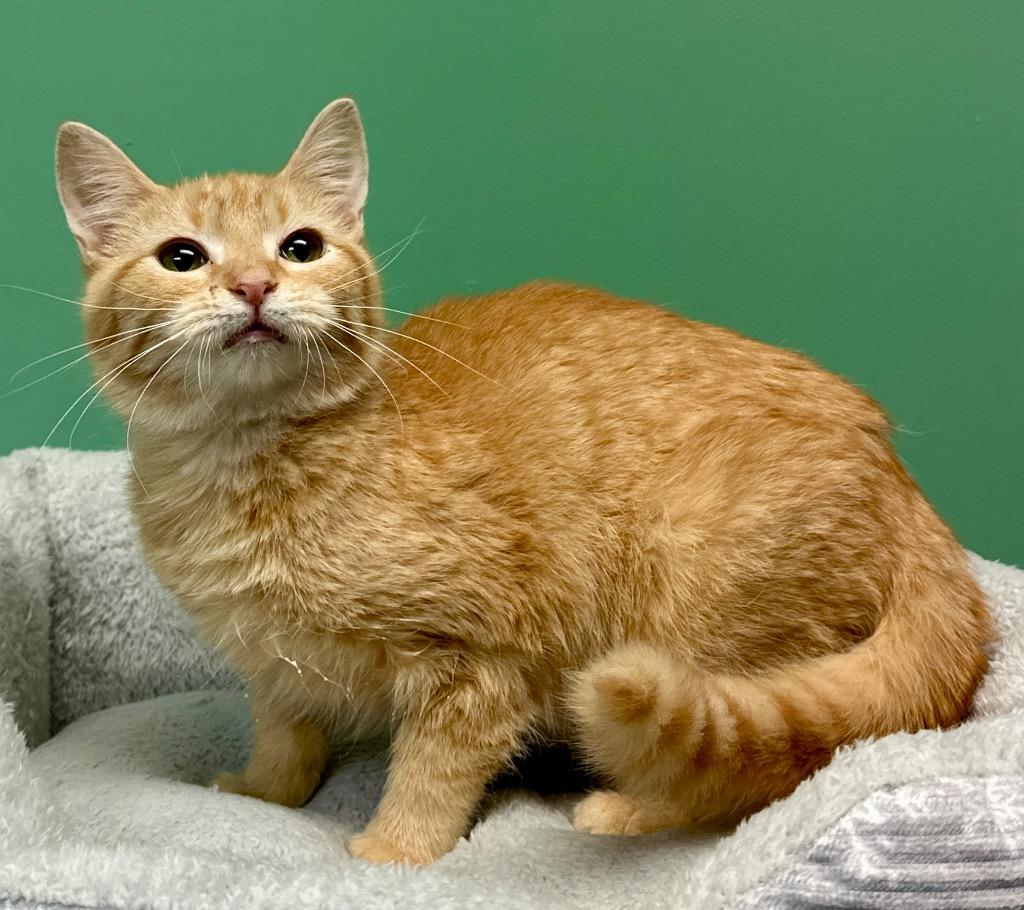 Enlarge Rosely, a Adoptable mixed breed in Waynesville, MO image 1/1