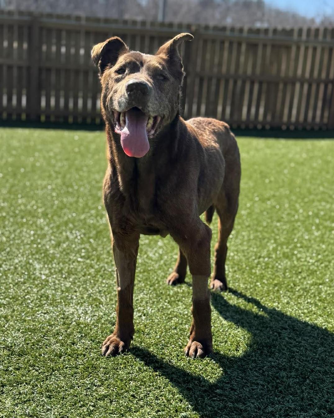 Major, ADOPTABLE, Senior Male Labrador Retriever & Shepherd.