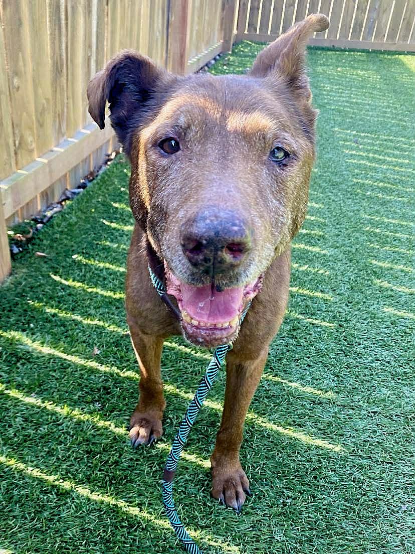 Enlarge Major, a ADOPTABLE mixed breed in Independence, MO image 3/6