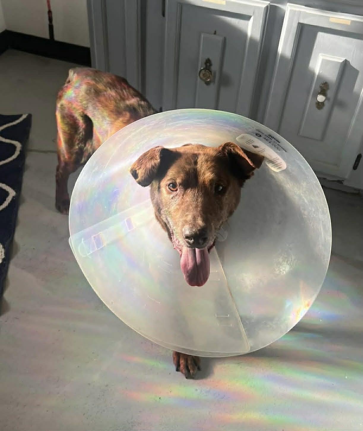 Enlarge Major, a ADOPTABLE mixed breed in Independence, MO image 4/6