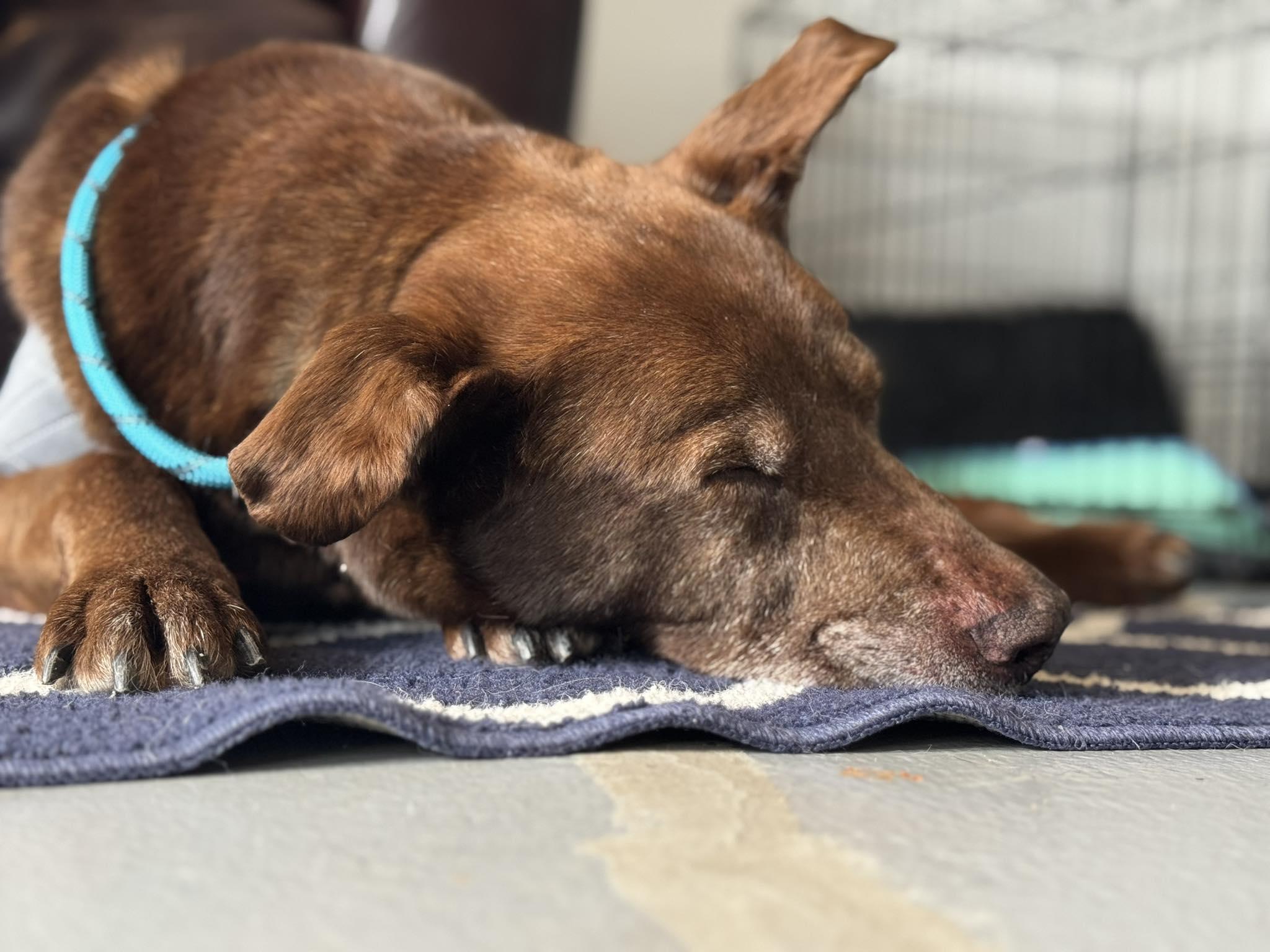 Enlarge Major, a ADOPTABLE mixed breed in Independence, MO image 5/6