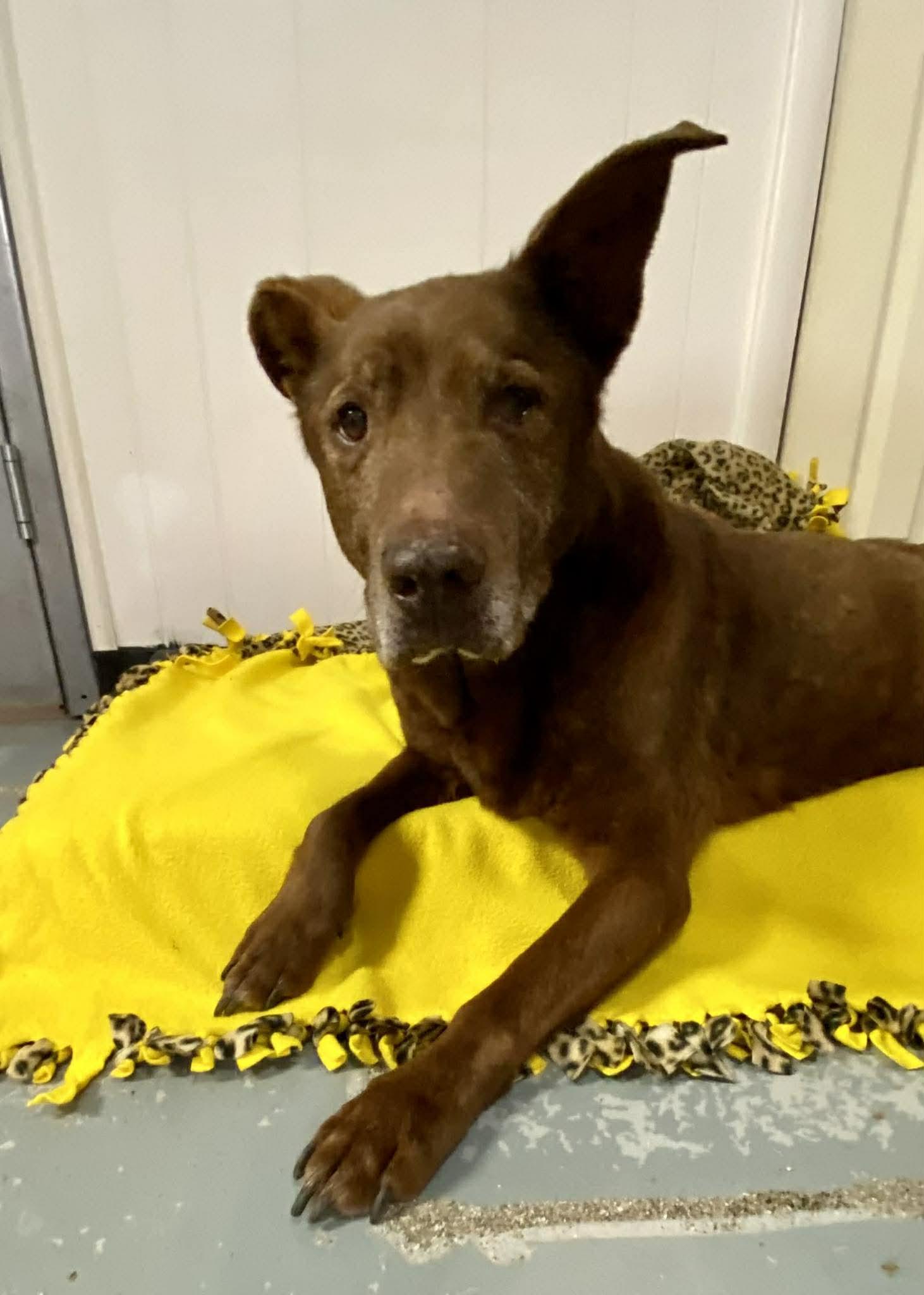 Enlarge Major, a ADOPTABLE mixed breed in Independence, MO image 5/6