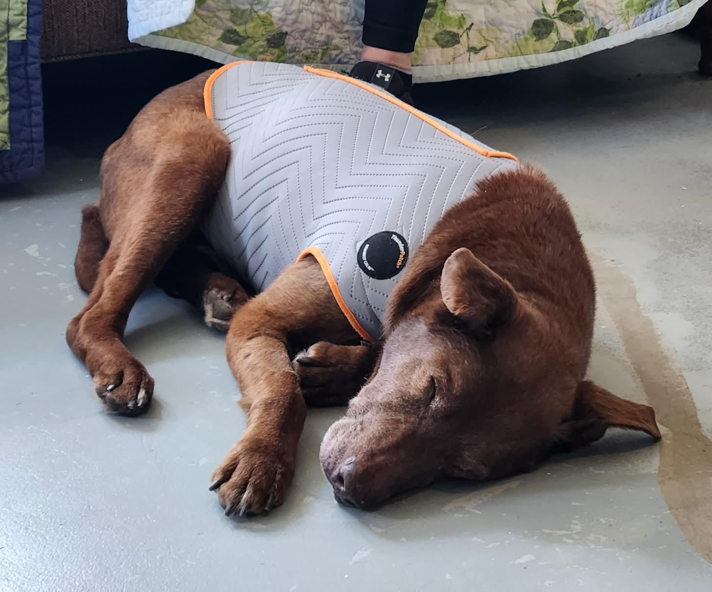 Enlarge Major, a ADOPTABLE mixed breed in Independence, MO image 4/6