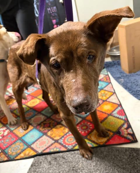 Enlarge Major, a ADOPTABLE mixed breed in Independence, MO image 6/6