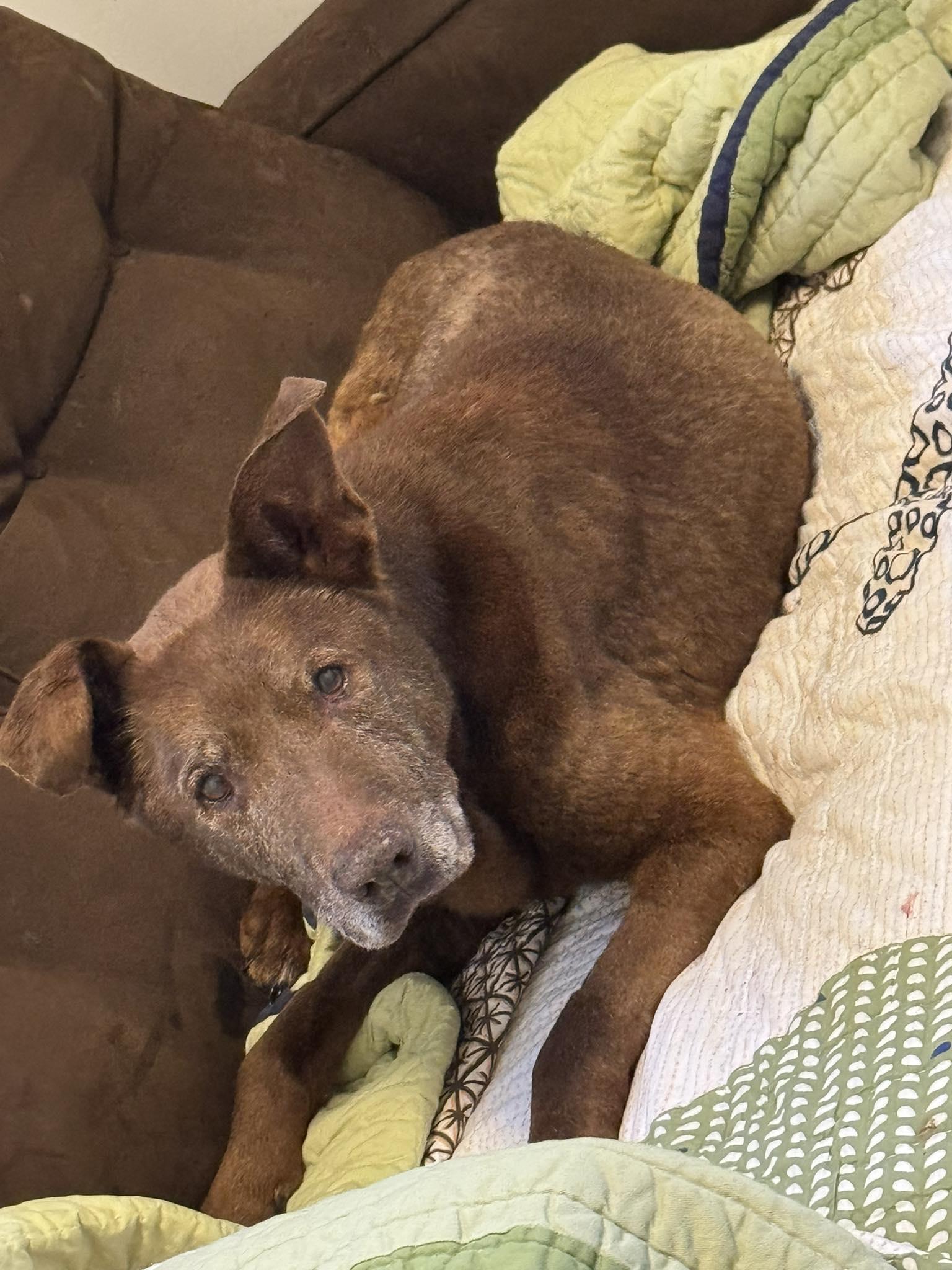 Enlarge Major, a ADOPTABLE mixed breed in Independence, MO image 6/6