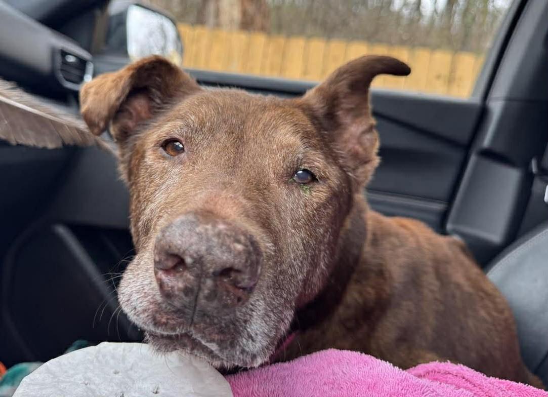 Enlarge Major, a ADOPTABLE mixed breed in Independence, MO image 2/6