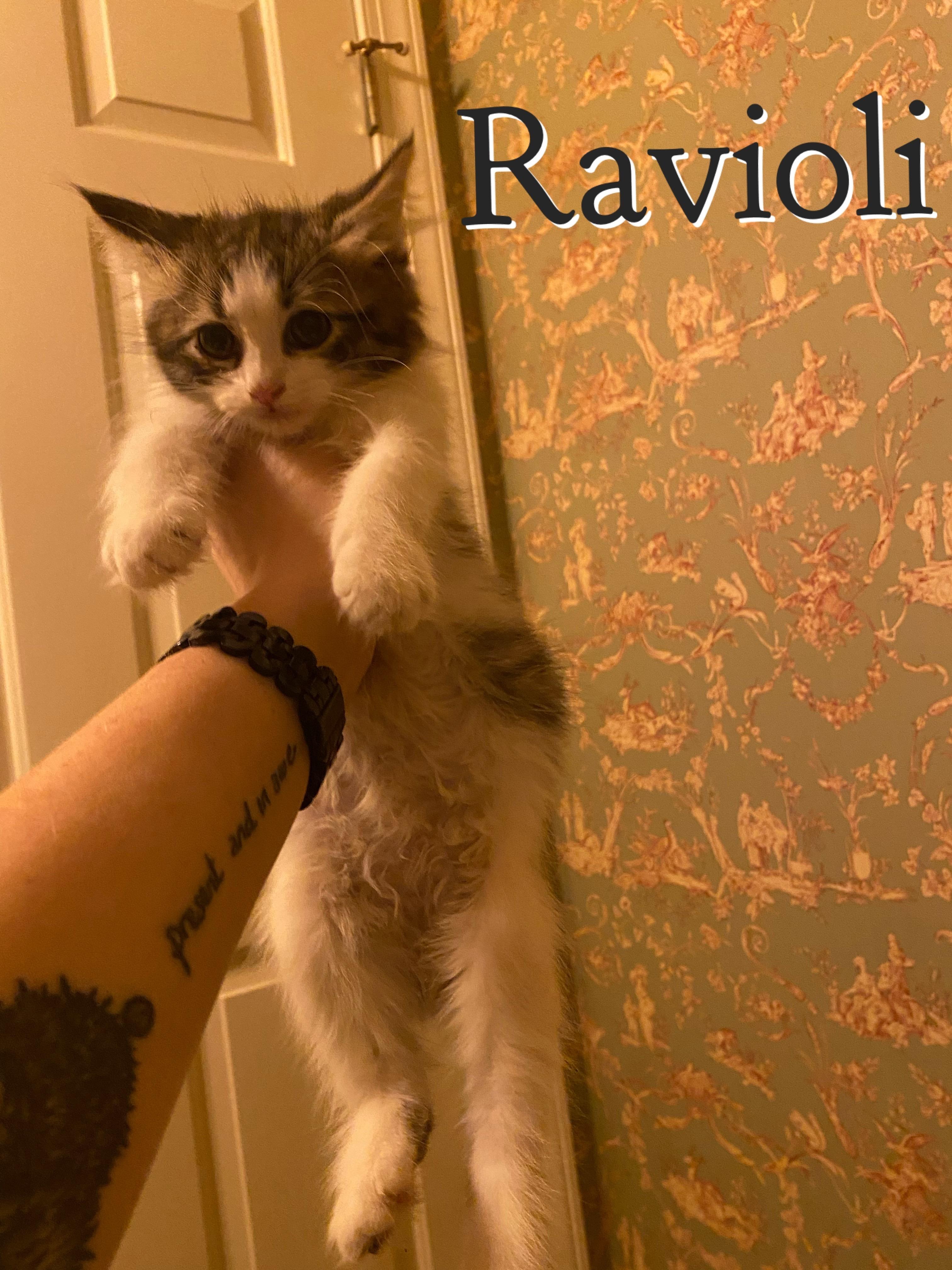 Ravioli, Adopted, Adult Male Domestic Short Hair & Domestic Long Hair.