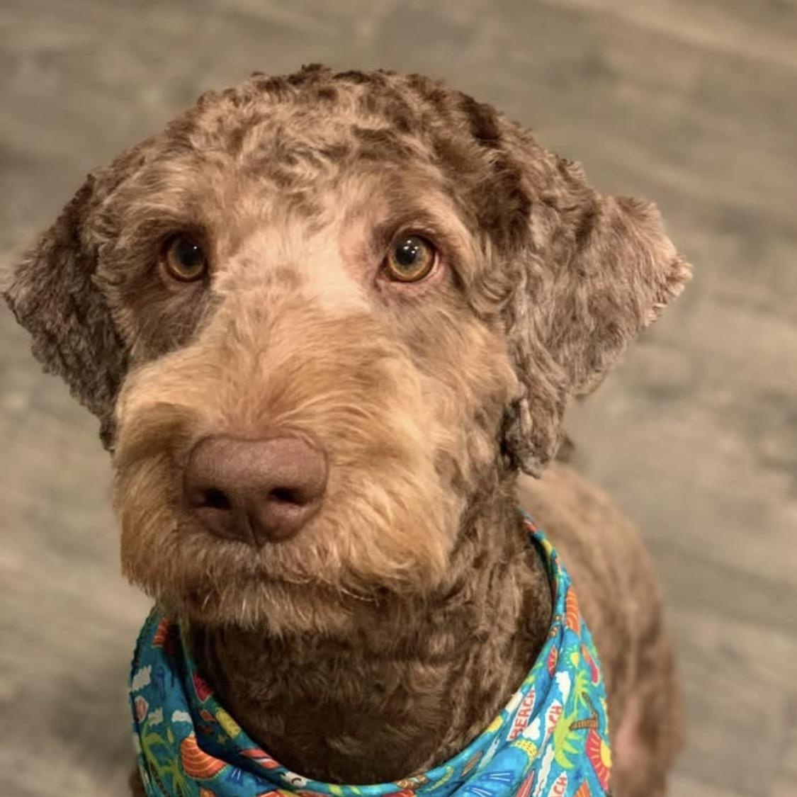 Bear, ADOPTABLE, Adult Male Aussiedoodle.