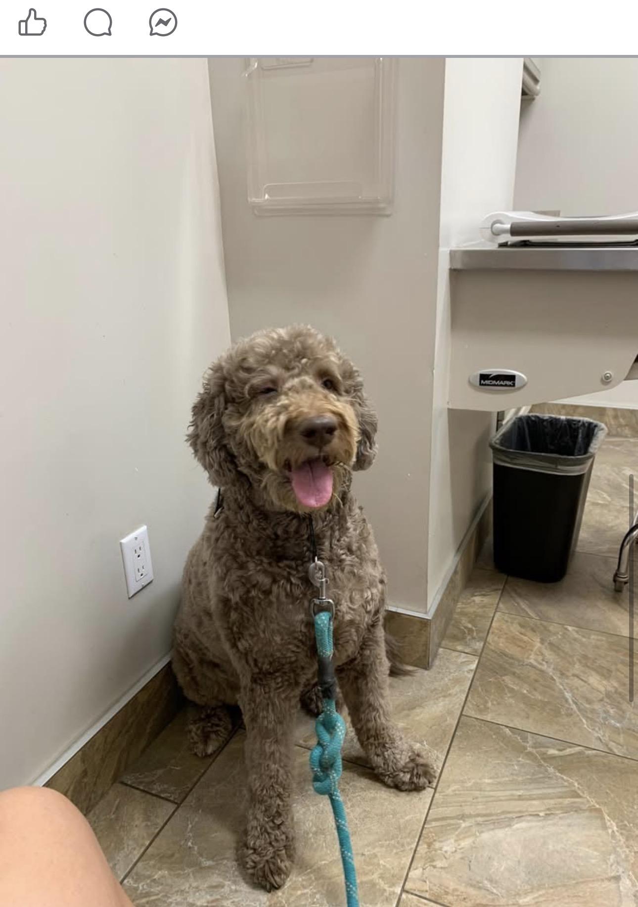 Bear, a ADOPTABLE Aussiedoodle in Costa Mesa , CA image 2/4