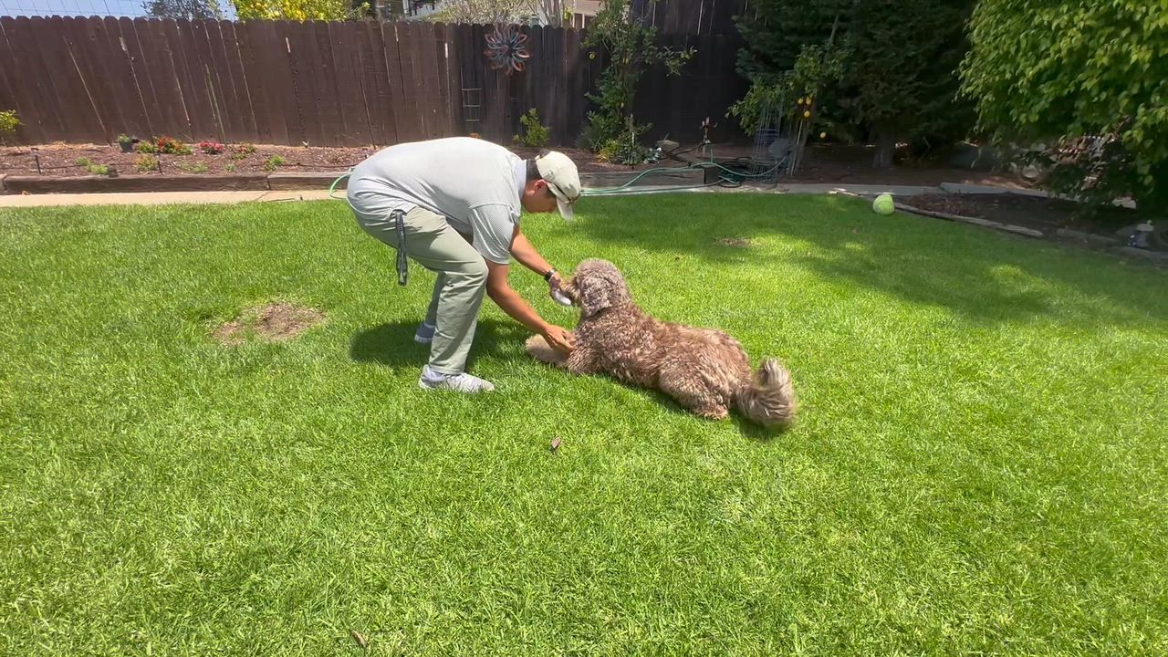 Enlarge Bear, a ADOPTABLE Aussiedoodle in Costa Mesa , CA video 3/4