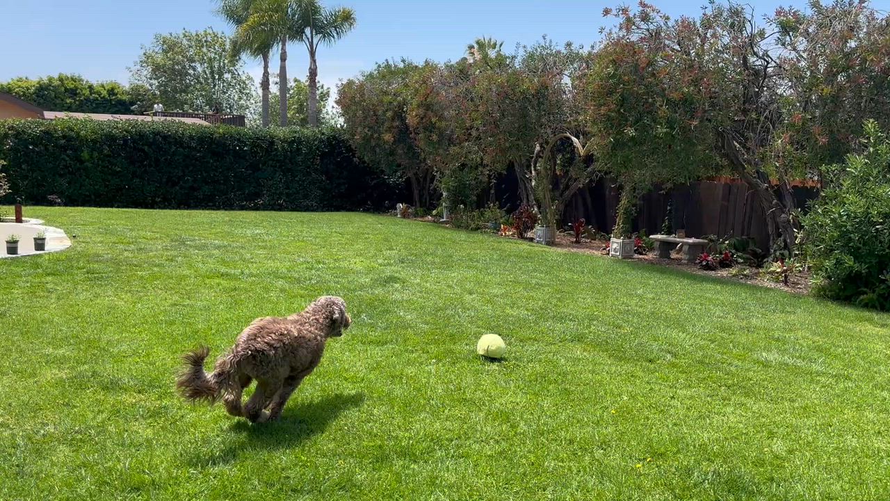 Enlarge Bear, a ADOPTABLE Aussiedoodle in Costa Mesa , CA video 4/4