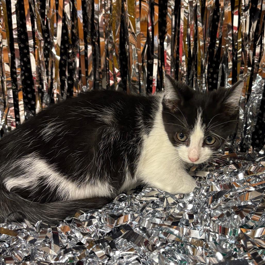 Crab Stick, Adoptable, Kitten Male American Shorthair.