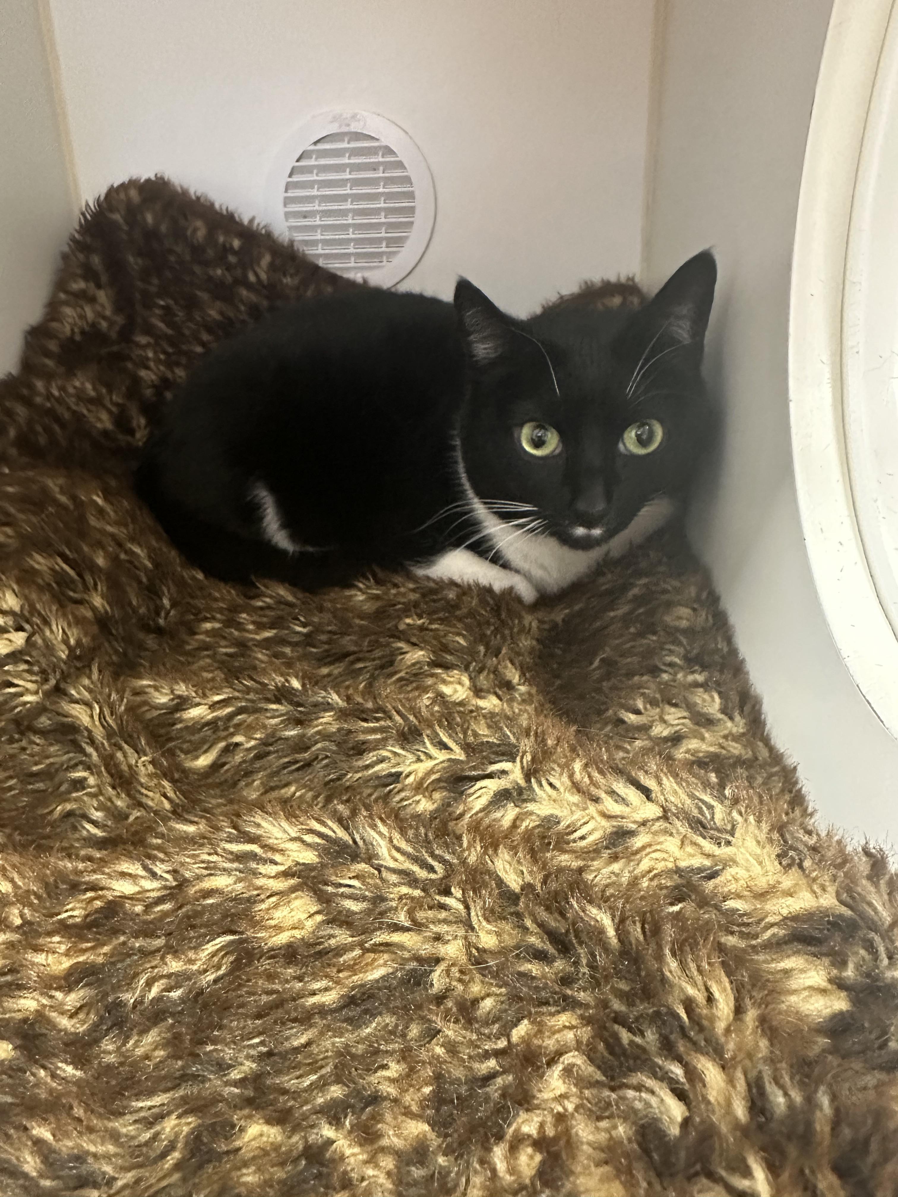 Enlarge Chelsea, a ADOPTABLE Domestic Short Hair in Reisterstown, MD image 2/2