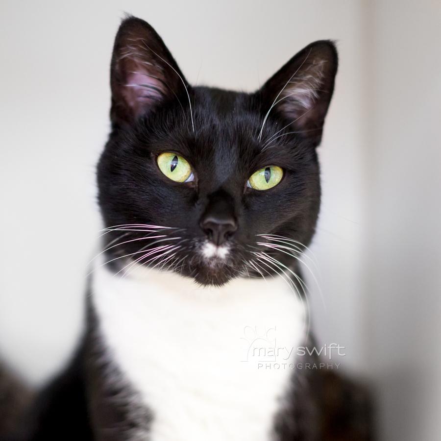 Enlarge Chelsea, a ADOPTABLE Domestic Short Hair in Reisterstown, MD image 1/2