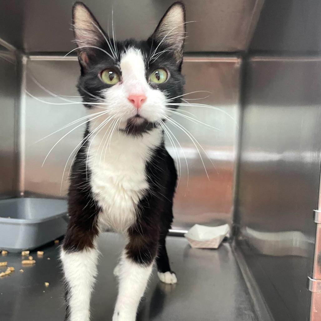 Enlarge Nurse Jackie, a Adoptable Domestic Short Hair in Carencro, LA image 1/3