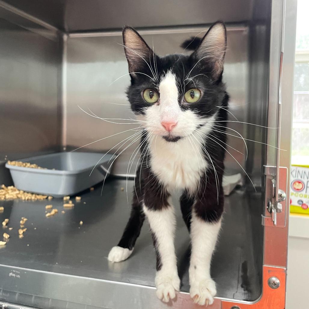 Enlarge Nurse Jackie, a Adoptable Domestic Short Hair in Carencro, LA image 2/3