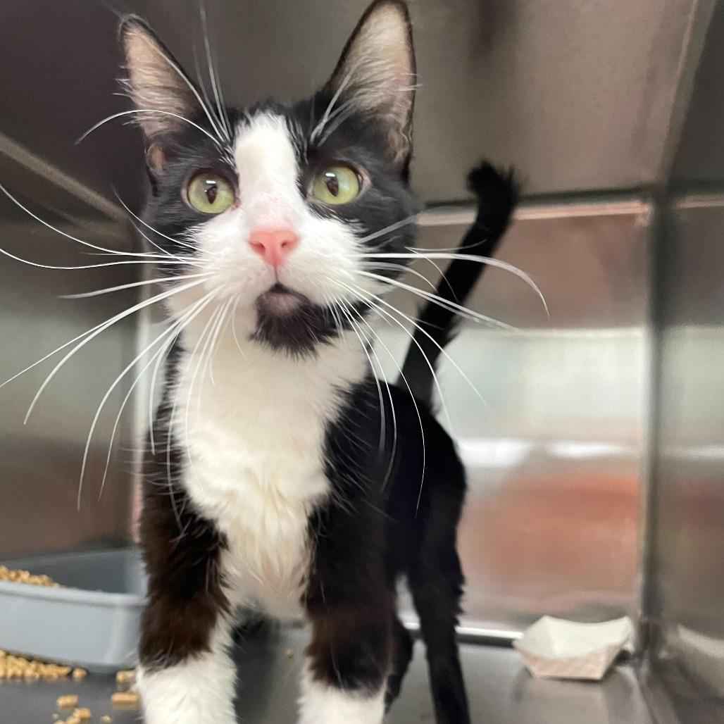 Enlarge Nurse Jackie, a Adoptable Domestic Short Hair in Carencro, LA image 3/3