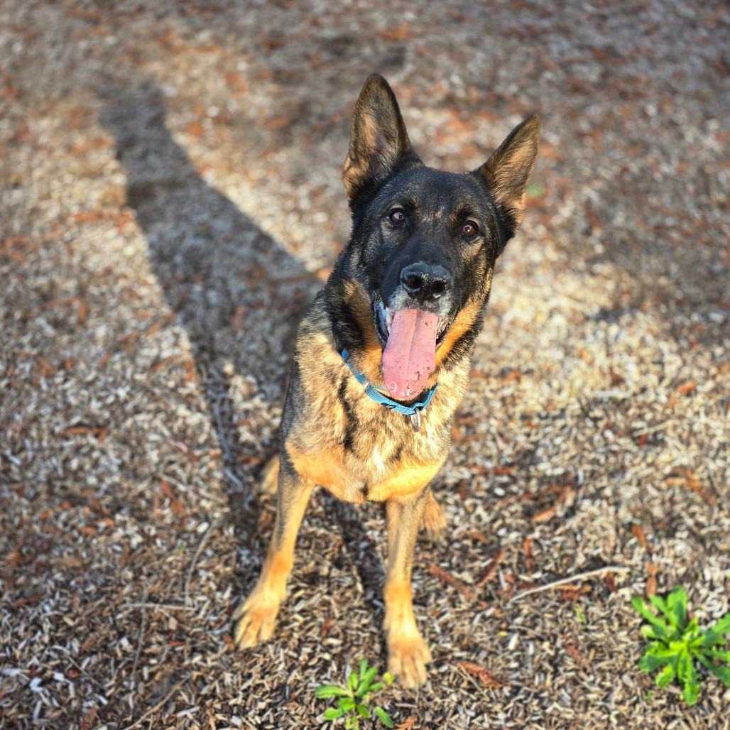 Zeus, a Adoptable German Shepherd Dog in Canton, IL image 1/3