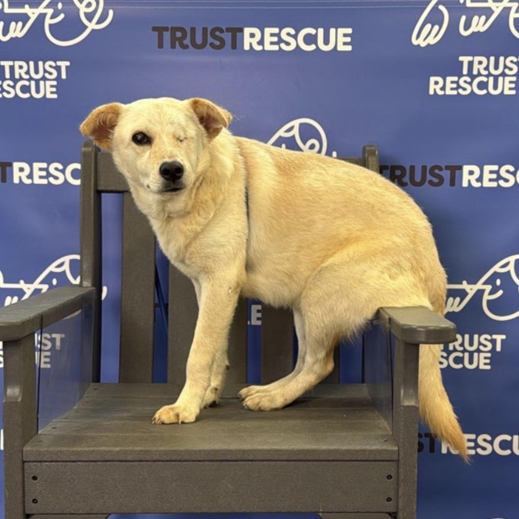 Enlarge BYRON, a Adoptable mixed breed in Berlin, NJ image 2/6