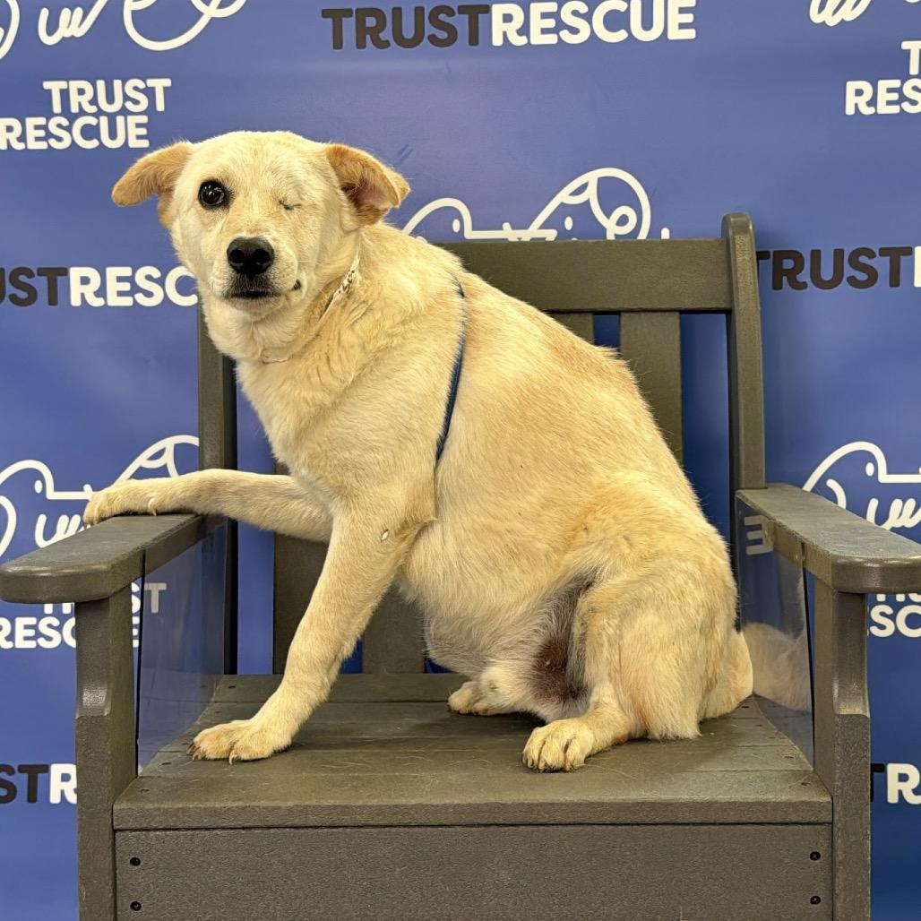 Enlarge BYRON, a Adoptable mixed breed in Berlin, NJ image 3/6