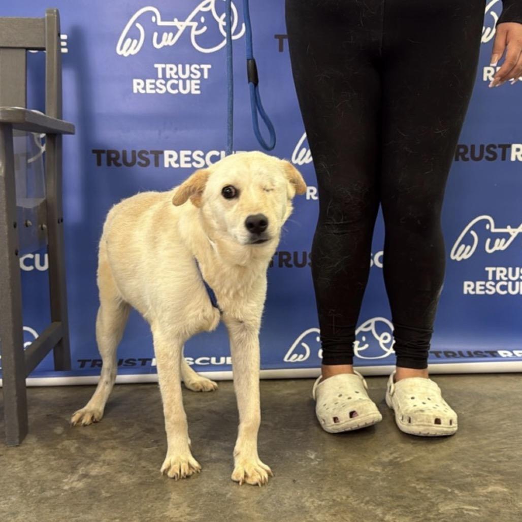 Enlarge BYRON, a Adoptable mixed breed in Berlin, NJ image 4/6