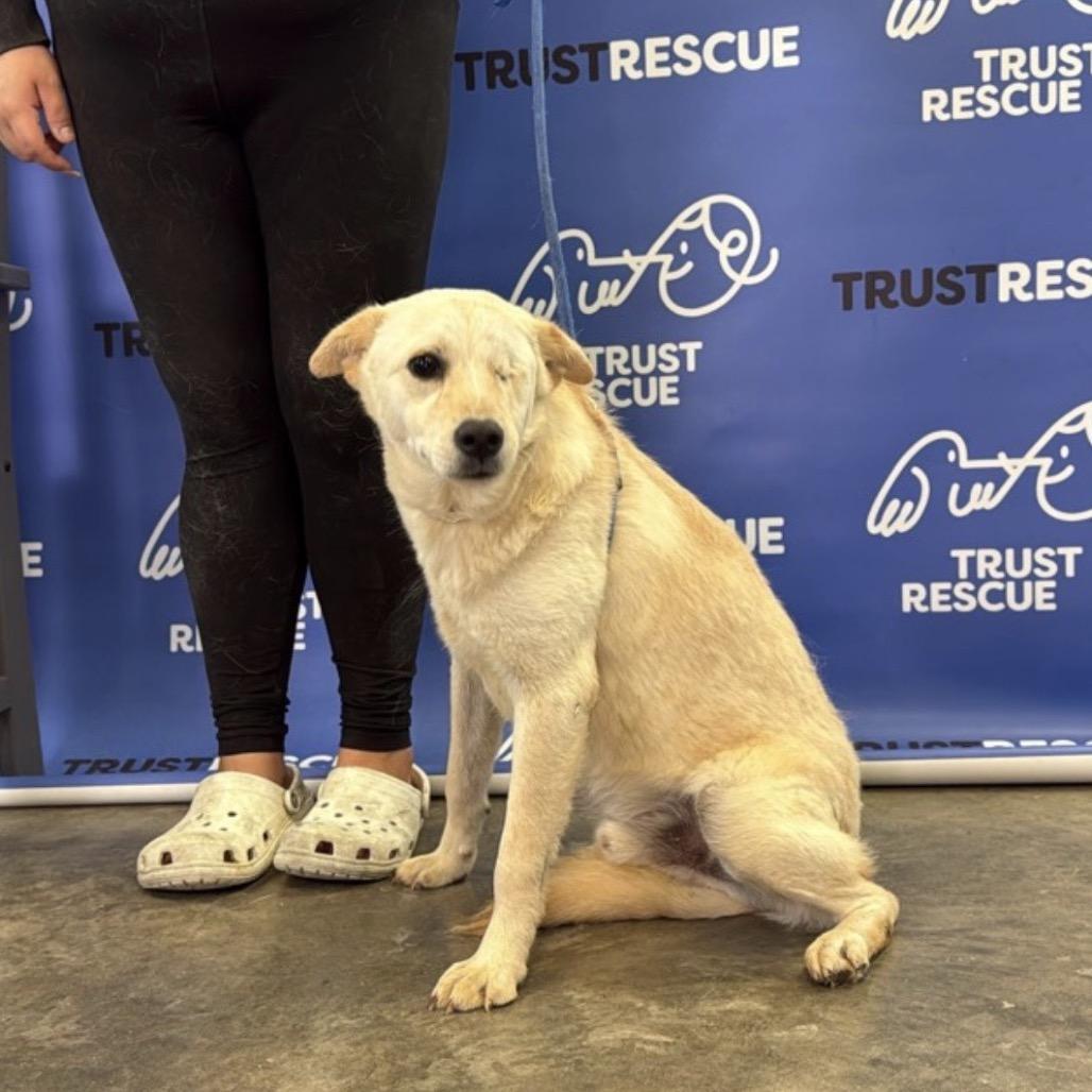 BYRON, Adoptable, Young Male Labrador Retriever.