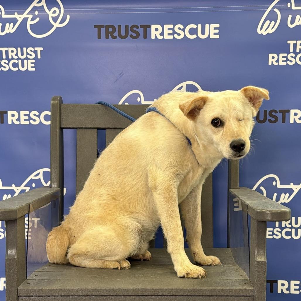 Enlarge BYRON, a Adoptable mixed breed in Berlin, NJ image 5/6