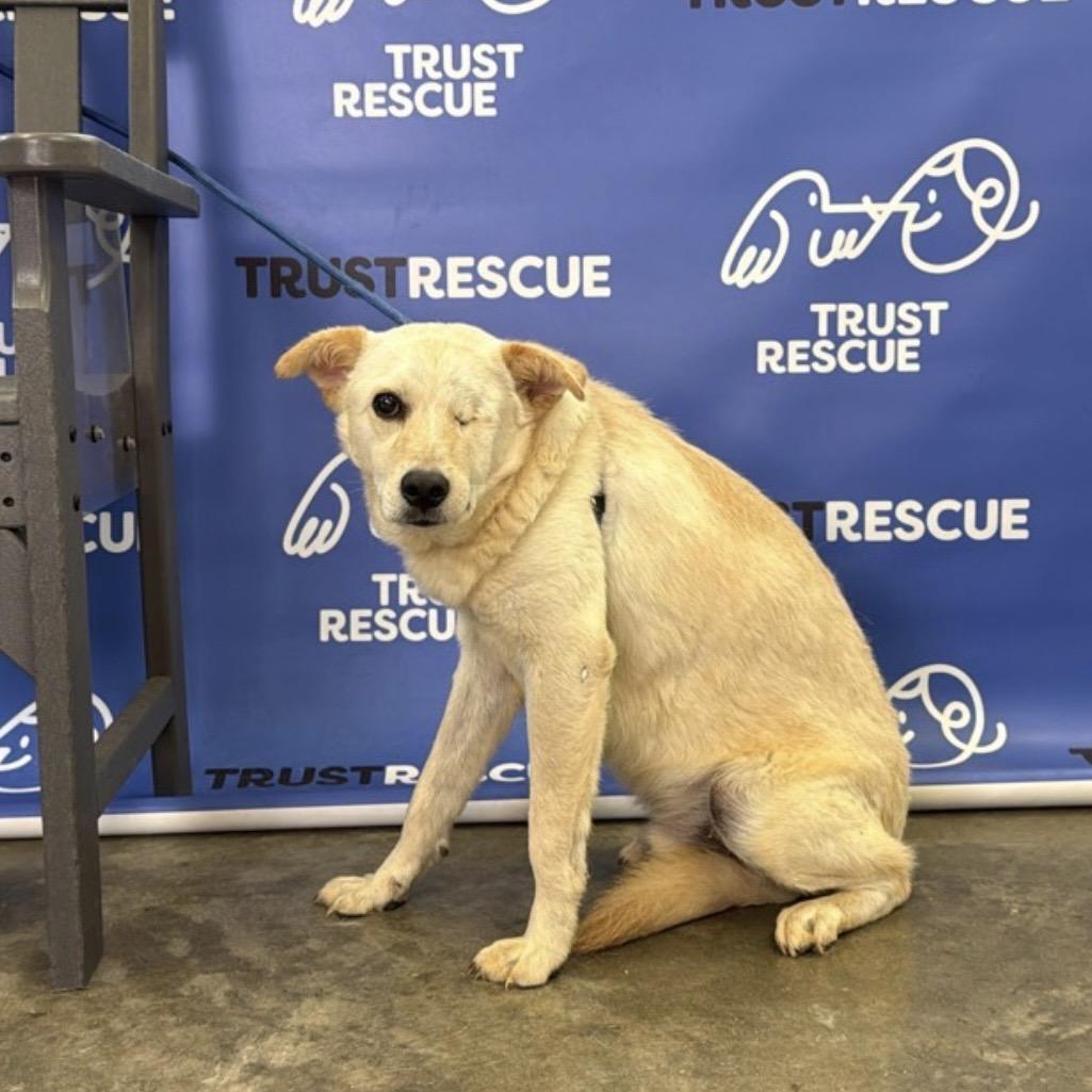Enlarge BYRON, a Adoptable mixed breed in Berlin, NJ image 6/6