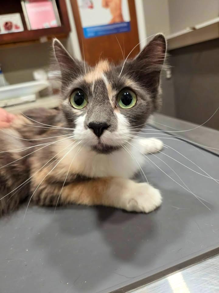 Enlarge Lavender, a ADOPTABLE mixed breed in College Station, TX image 1/5