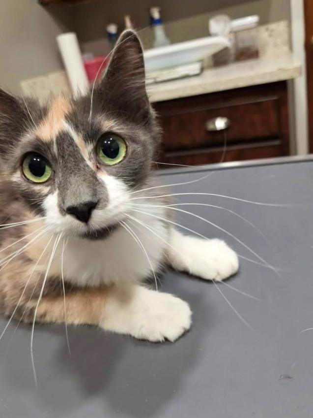 Enlarge Lavender, a ADOPTABLE mixed breed in College Station, TX image 4/5