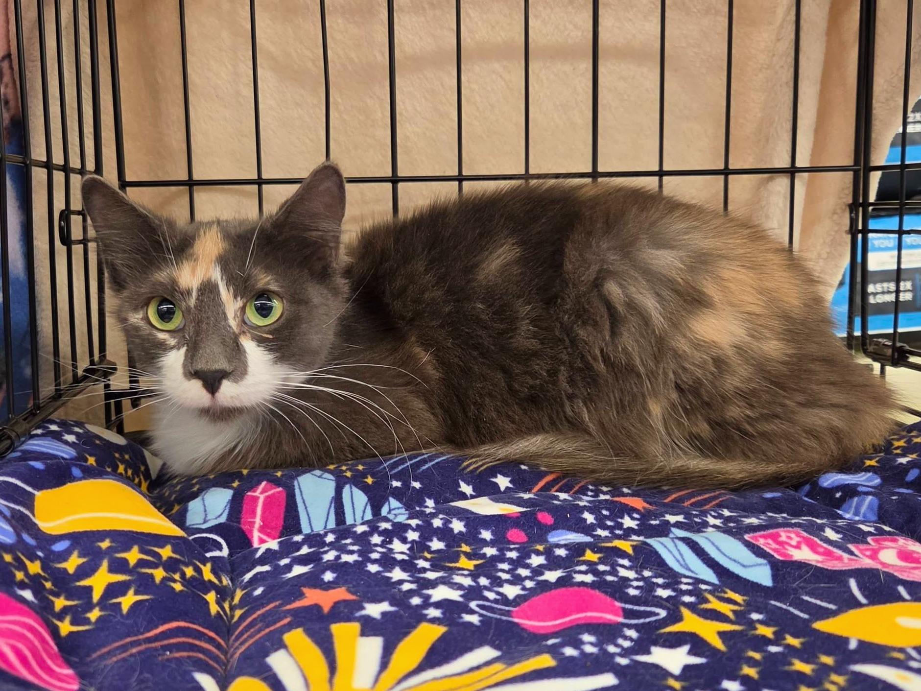 Enlarge Lavender, a ADOPTABLE mixed breed in College Station, TX image 3/5