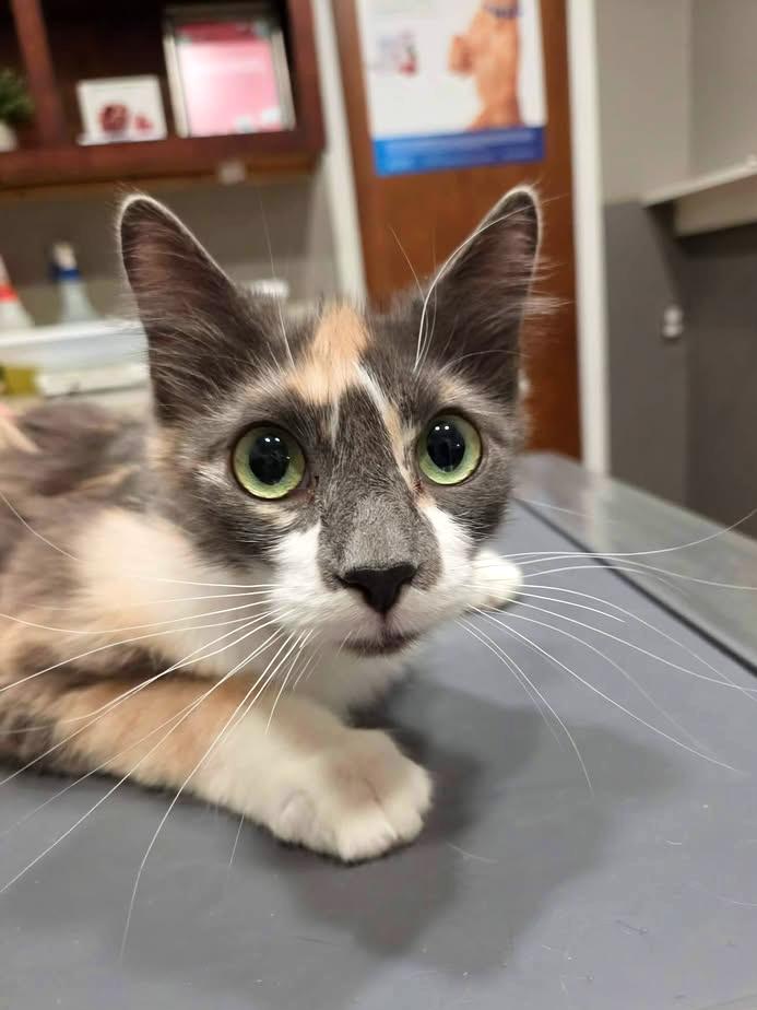 Enlarge Lavender, a ADOPTABLE mixed breed in College Station, TX image 5/5