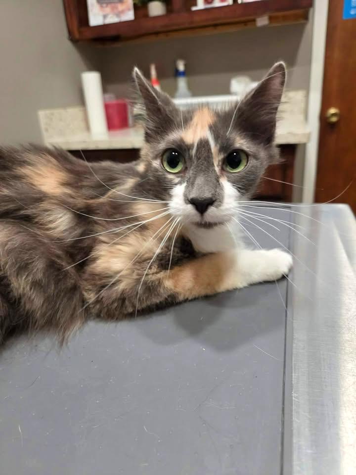 Enlarge Lavender, a ADOPTABLE mixed breed in College Station, TX image 2/5