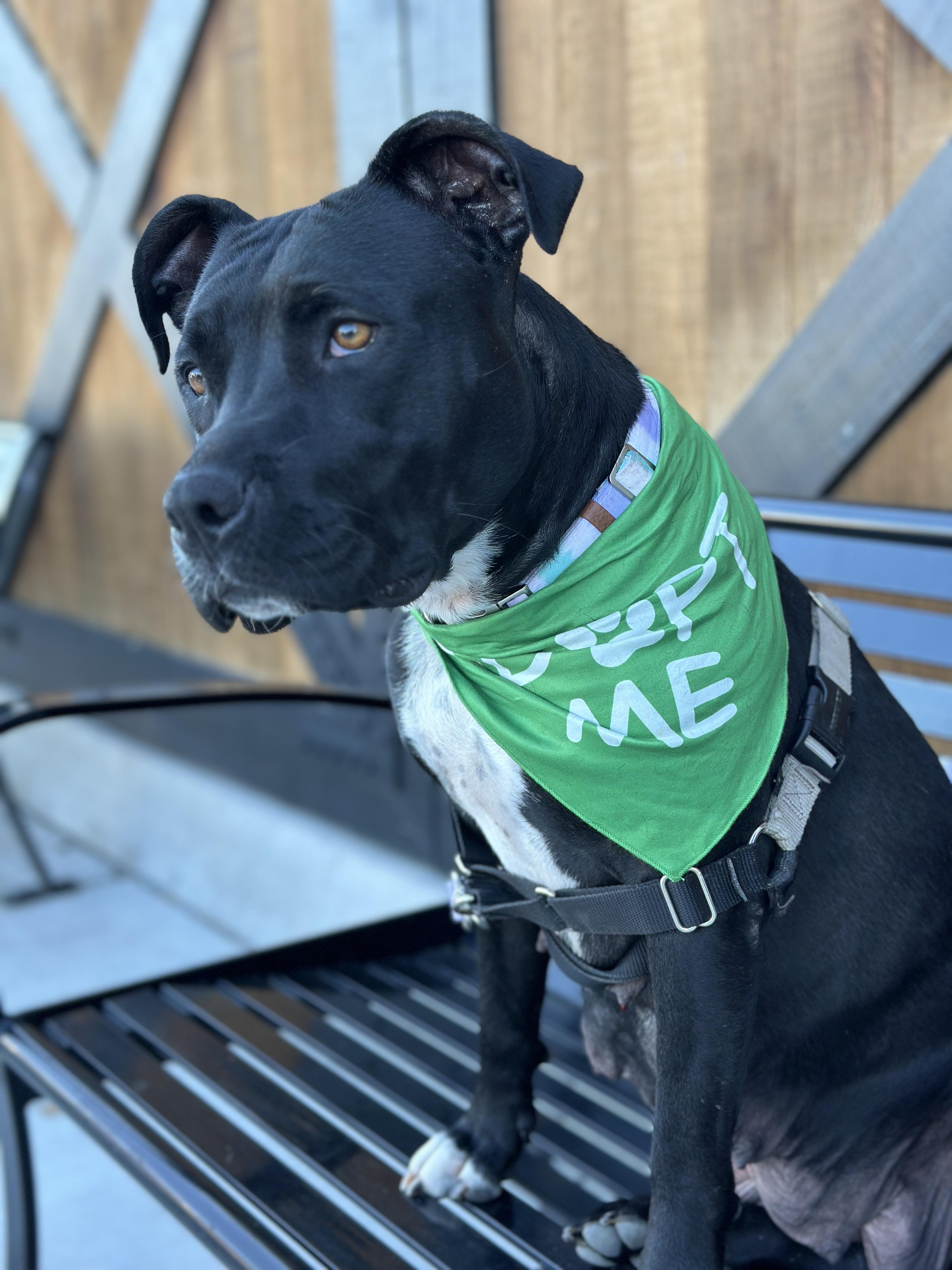 Jasmine, an adopted mixed breed in Lincoln, CA image 1/6