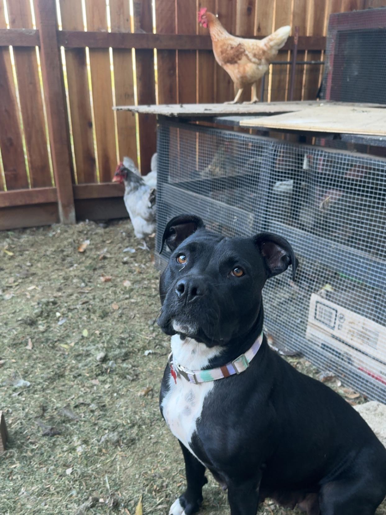 Jasmine, an adopted mixed breed in Lincoln, CA image 2/6