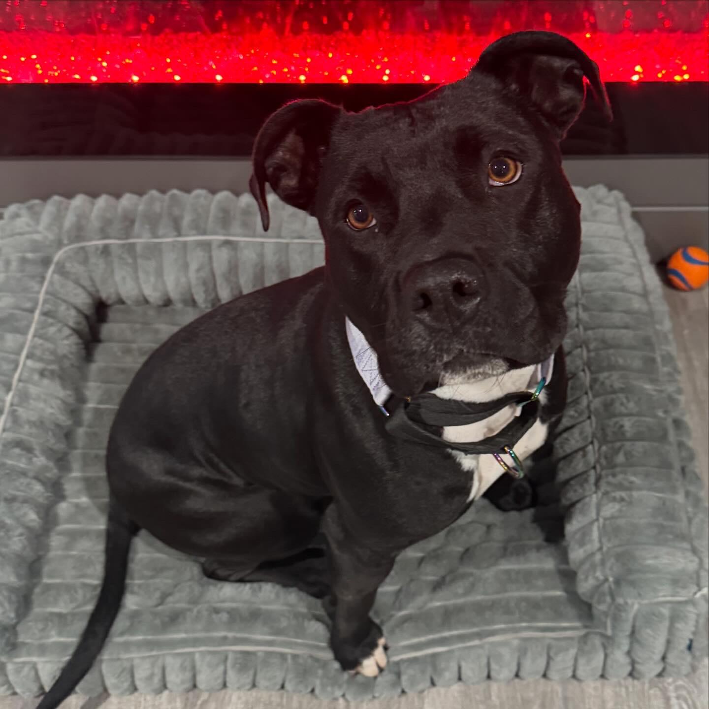 Jasmine, an adopted mixed breed in Lincoln, CA image 3/6