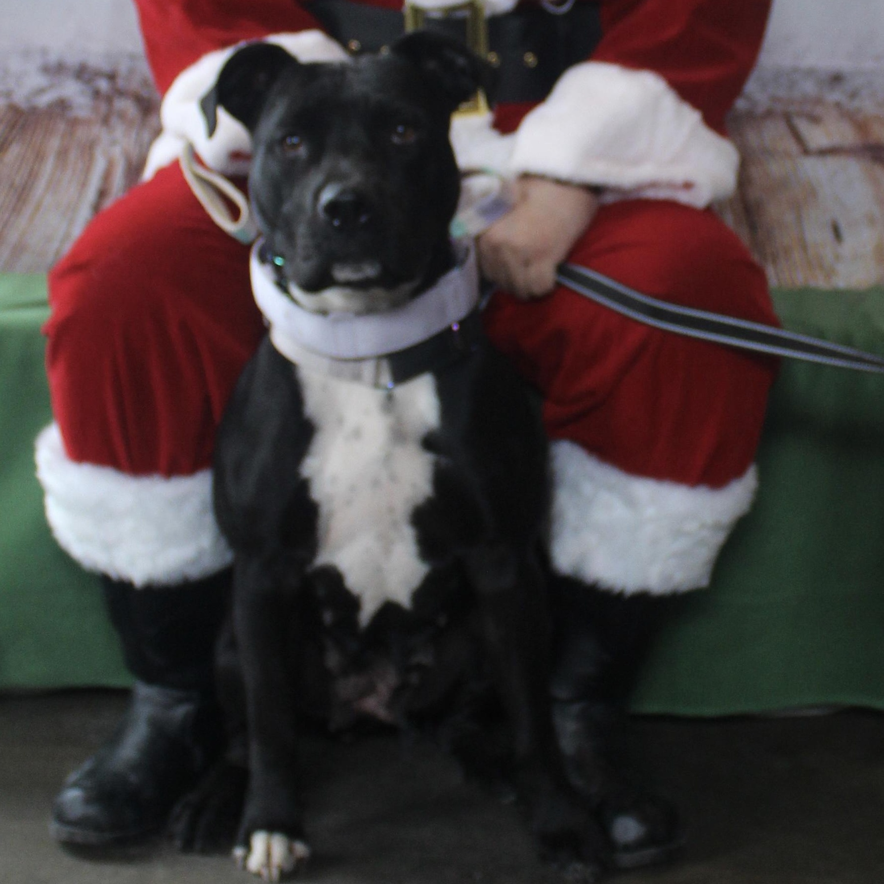 Jasmine, an adopted mixed breed in Lincoln, CA image 4/6