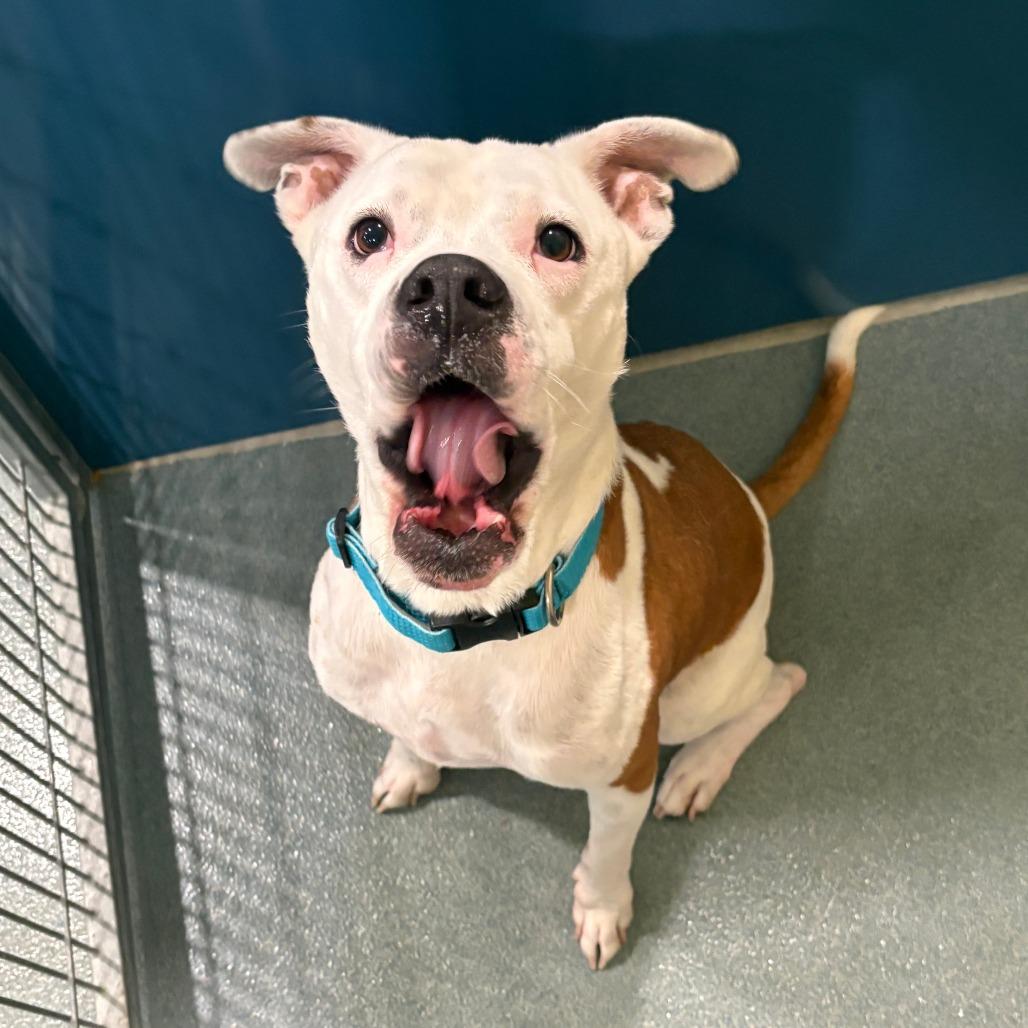 Miami, Adoptable, Adult Male Boxer & Mixed Breed.
